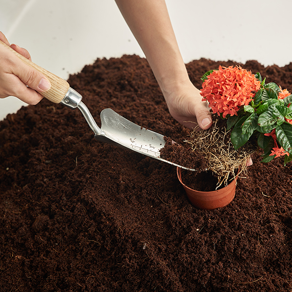 Stainless Steel Hand Transplanting Trowel In-Use Image Stainless Steel Hand Transplanting Trowel - Image 3