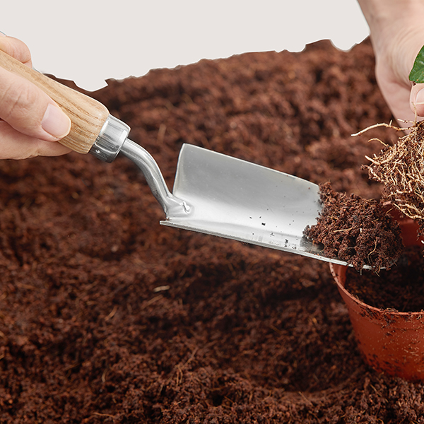 Stainless Steel Lady Hand Trowel In-Use Image Stainless Steel Lady Hand Trowel - Image 2